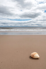 A solitary shell rests on a sandy beach under a cloudy sky near the ocean's gentle waves