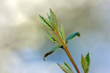 Stem, plant and bulb with growth of nature with leaves cloud and tree outdoor. Garden, ecology and green with ecosystem, environment and morning with flower, spring and twig in sunshine with branch