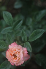 Flower feature, rose with orange and champagne color