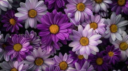 Fototapeta premium Purple and Yellow Light Flowers on a Black Background - a vibrant and captivating visual. The glowing flowers create a mesmerizing and colorful contrast against the dark backdrop.