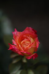 Flower feature, rose with orange and champagne color