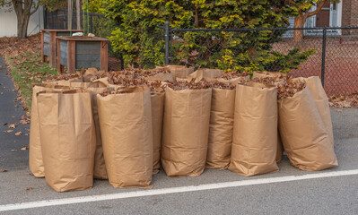 fallen leaves collected in recycle paper bag in autumn