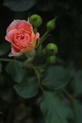 Flower feature, rose with orange and champagne color