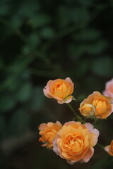 Flower feature, rose with orange and champagne color