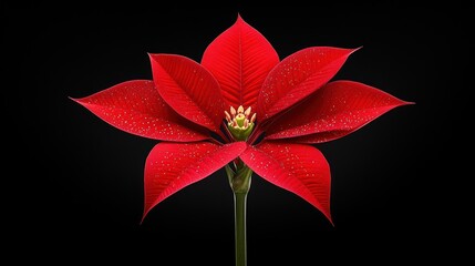 Isolated Red Poinsettia Christmas Flower - Euphorbia Pulcherrima