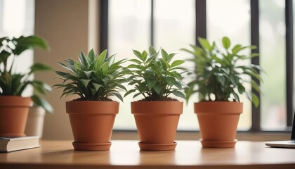 Fototapeta premium Various Potted Plants by the Window in Terracotta Pots