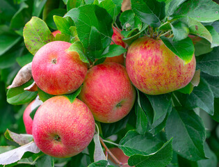 red apples on the tree in harvest season