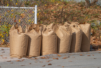 fallen leaves collected in recycle paper bag in autumn