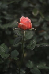 Flower feature, rose with orange and champagne color