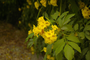 Obraz premium Yellow trumpetbush (Tecoma stans) Called Yellow bell or Yellow Elder Flower, trumpet flower, Beautiful bunch of yellow flowers closeup with green leaves Background, tecoma stans
