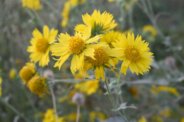 Golden Crownbeard (Also called Golden Crownbeard, Copen Daisy, golden crown beard) in the nature, Golden Crownbeard Flower closeup,Beautiful yellow flower closseup in nature Chakwal, Punjab, Pakistan