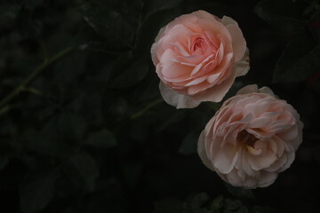 Flower feature, rose with orange and champagne color