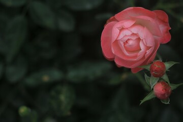 Flower feature, rose with orange and champagne color