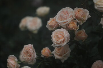 Flower feature, rose with orange and champagne color