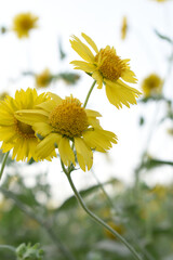 Golden Crownbeard (Also called Golden Crownbeard, Copen Daisy, golden crown beard) in the nature,...