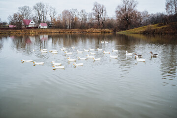 A tranquil and picturesque scene that showcases elegant white ducks gracefully swimming on calm waters in the midst of a beautiful autumn landscape