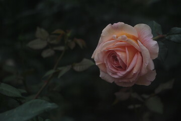 Feature for orange rose, flower