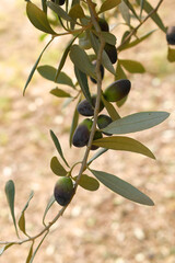 ripe black olives on tree closeup, Olive-tree branch with ripe black olives, olive tree plantation during harvest, ripe black olives on the tree with green leaves, olive tree Chakwal, Punjab, Pakistan