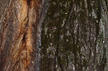 The bark of a tree is covered in moss and has a brown and black color. The bark is rough and has a natural texture.