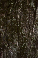 Fototapeta premium A tree trunk with moss growing on it. The trunk is dark brown and has a rough texture.