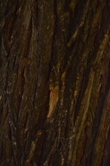 Obraz premium The bark of a tree is shown in a close up. The bark is brown and has a rough texture.