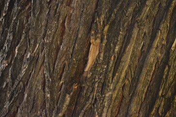 Obraz premium The bark of a tree is shown in a close up. The bark is brown and has a rough texture.