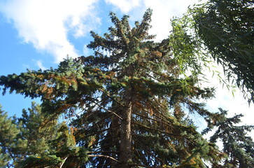 A large tree with a brown trunk and green leaves. The tree is surrounded by other trees and a few bushes. The sky is clear and blue.