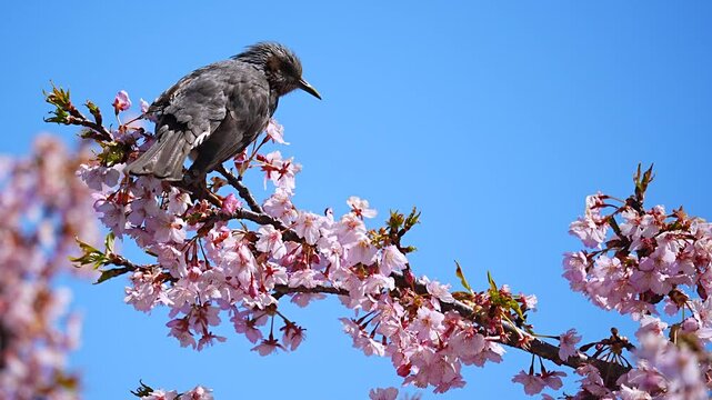 Japanese brown-eared bulbul sucking nectar Kawazu cherry blossoms