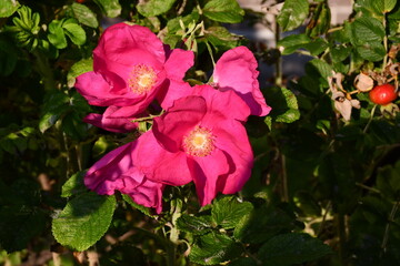 pink rosehip flowers close up on a background of green leaves
