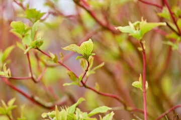 Nature, ecology and plants with bud for growth, sustainability and green leaves for environment by closeup. Landscape, spring and biodiversity with cornus for floral blossom, stem or botanical season