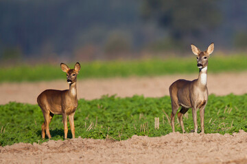 Roe deers in a clearing in the wild