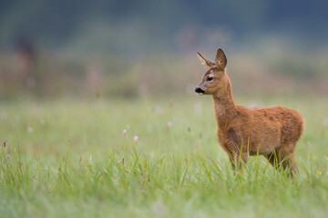 Young roe deer in a clearing