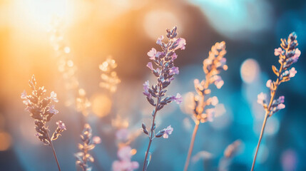 Lavender flowers bloom softly in the golden light of sunset during a tranquil evening hour