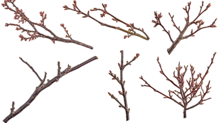 Budding Tree Branches on Transparent Background Generative AI