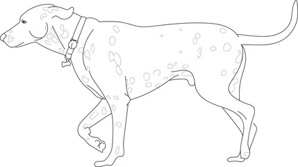 Dog Walking line illustration