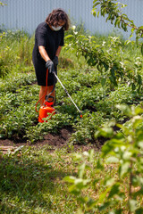 A girl treats potato leaves with poison against the Colorado potato beetle