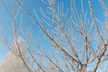A tree with branches covered in frost and snow