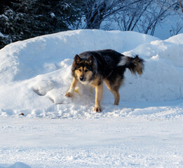 A dog is walking on a snowy road