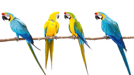 Colorful Tropical Macaws on a Branch Against a Clear Backdrop Generative AI