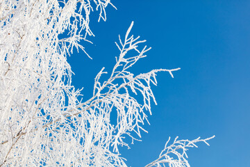 A tree with a lot of snow on it is in front of a blue sky