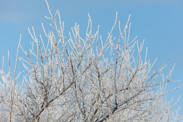 A tree with a lot of snow on it is in front of a blue sky