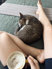 POV anonymous female drinking coffee and grey cat sleeping in her legs