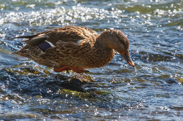 A duck is swimming in a body of water