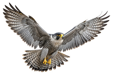 Obraz premium Front view, Peregrine Falcon is spreading its wings and flying isolated on a transparent background
