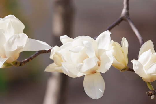 白木蓮 Images – Browse 1,205 Stock Photos, Vectors, and Video