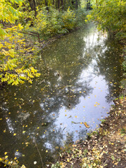 A river with leaves floating on the surface