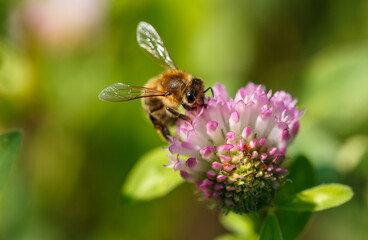 Bee on a pink clover flower. Macro