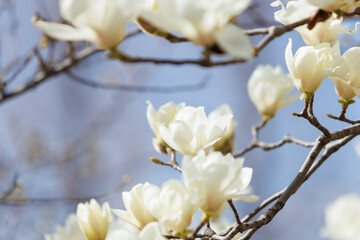 白木蓮_気高い白