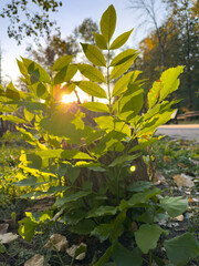A small tree with leaves is in the sun