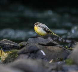 Closeup of a small Grey wagtail (Motacilla cinerea) resting on a rock on the dark background